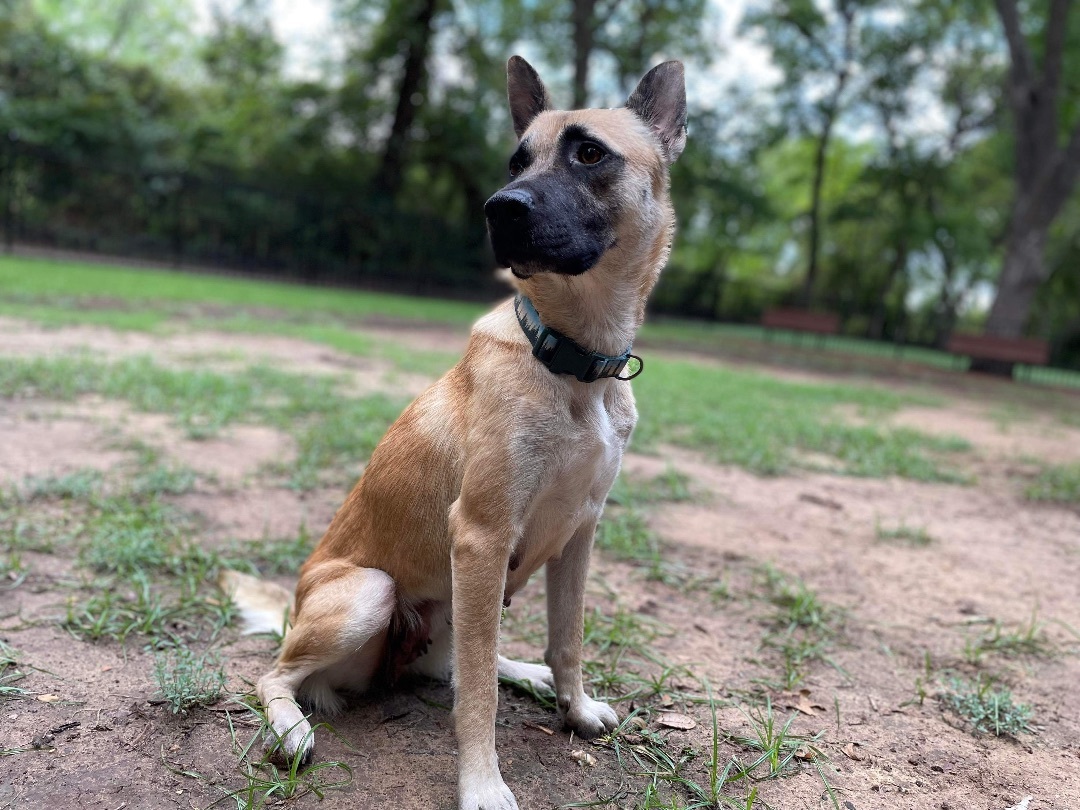 Skye, a Adopted Belgian Shepherd / Malinois in Brookeville, MD image 5/6