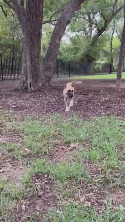 Enlarge Skye, a Adopted Belgian Shepherd / Malinois in Brookeville, MD video 6/6