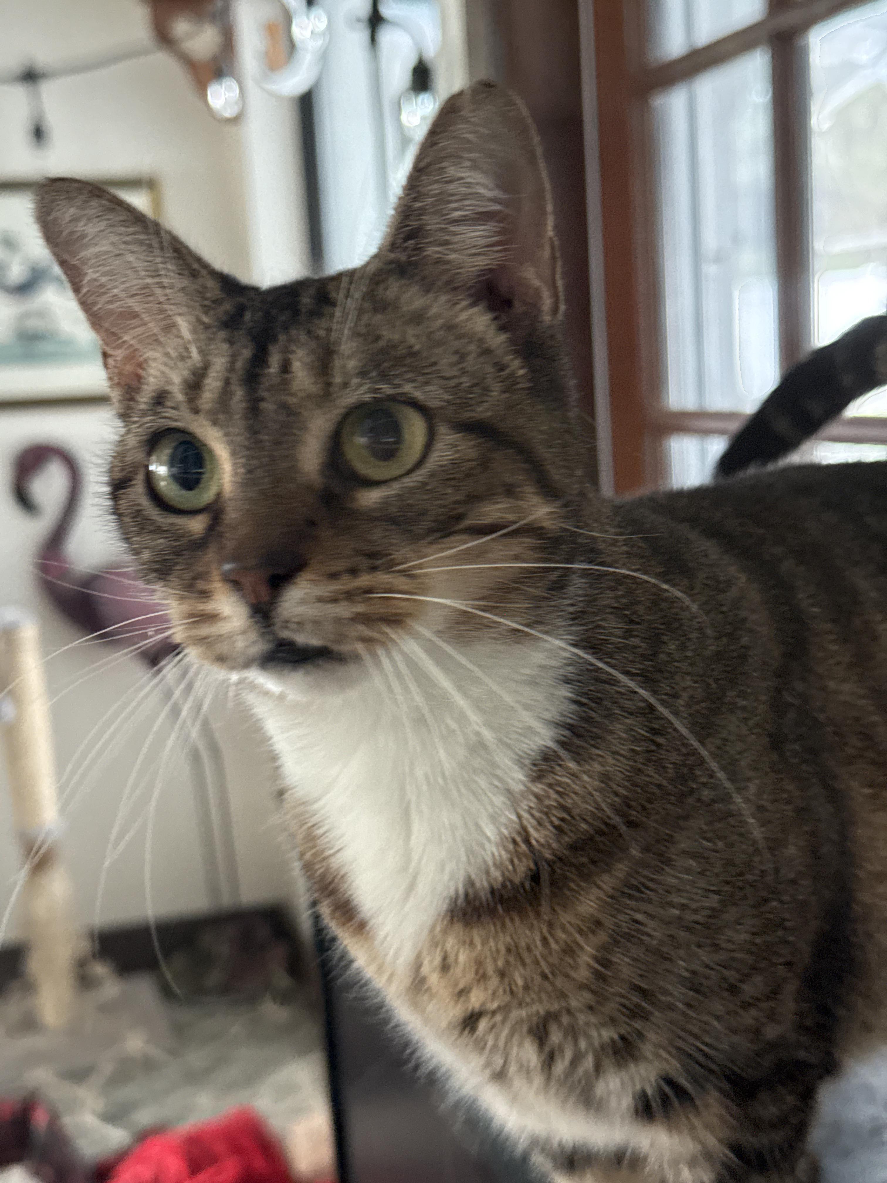 Enlarge Daphne, a Adoptable mixed breed in Kissimmee, FL image 3/4