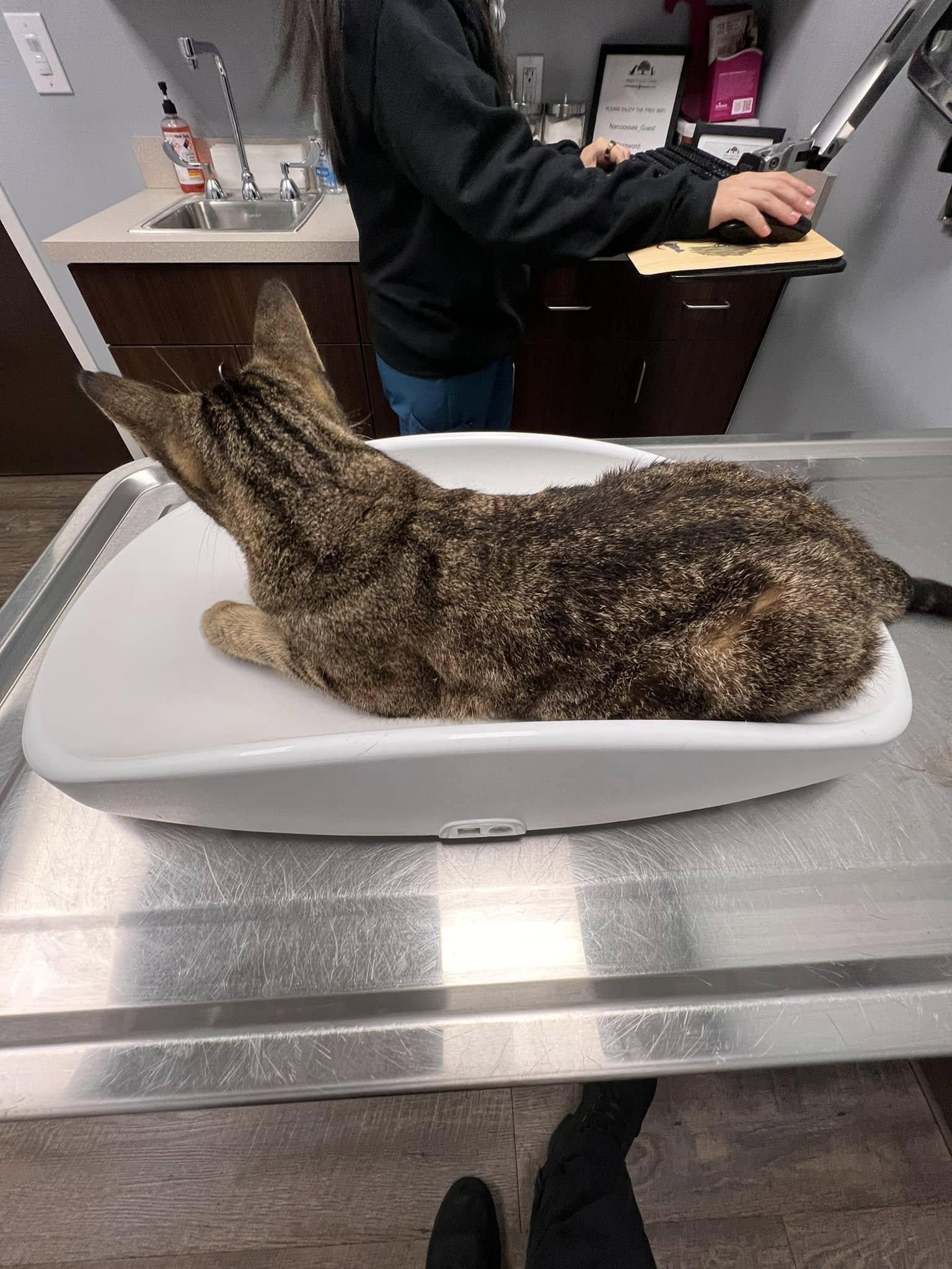 Enlarge Daphne, a Adoptable mixed breed in Kissimmee, FL image 4/5