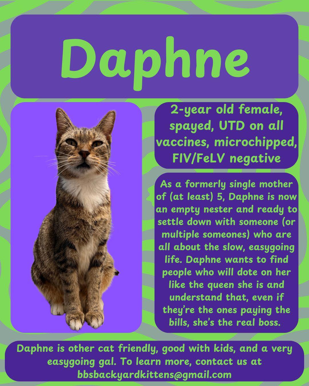 Enlarge Daphne, a Adoptable mixed breed in Kissimmee, FL image 2/5