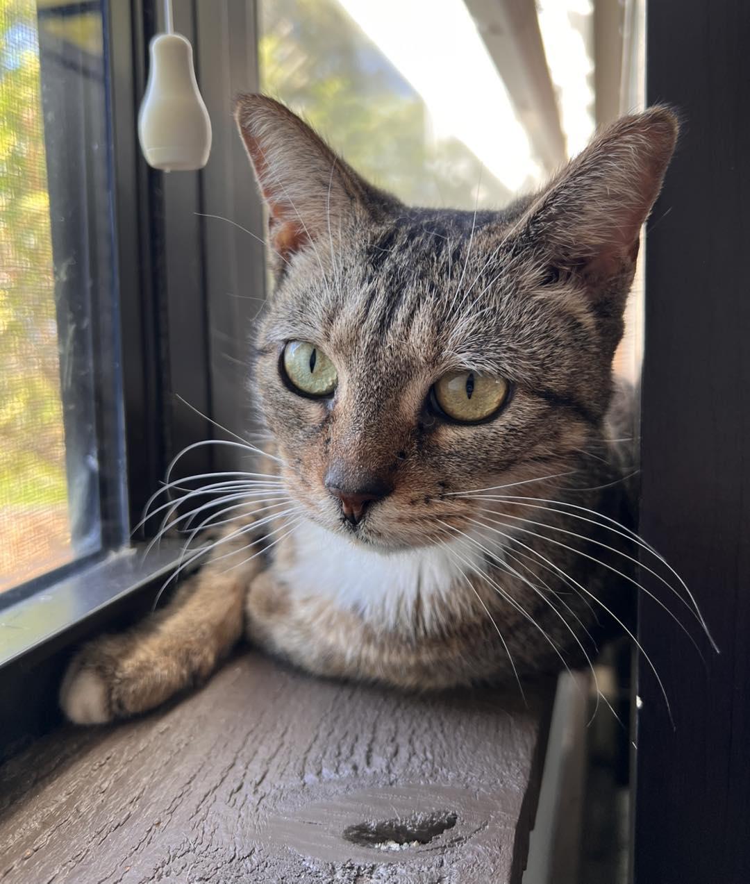 Enlarge Daphne, a Adoptable mixed breed in Kissimmee, FL image 3/5