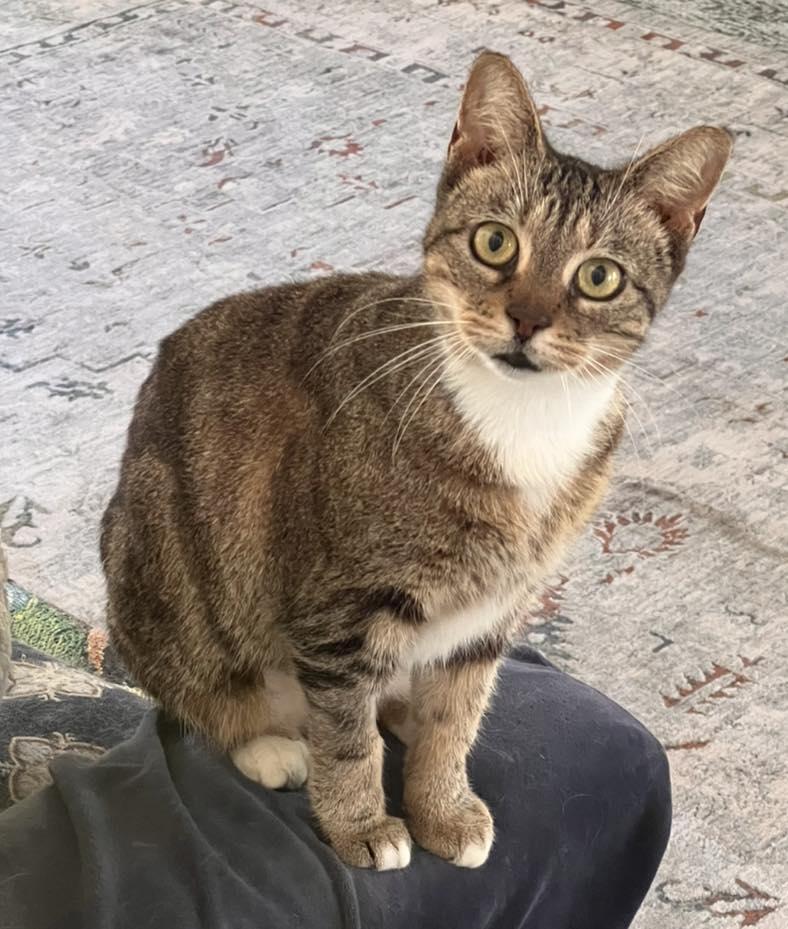 Daphne, Adoptable, Adult Female Domestic Short Hair.