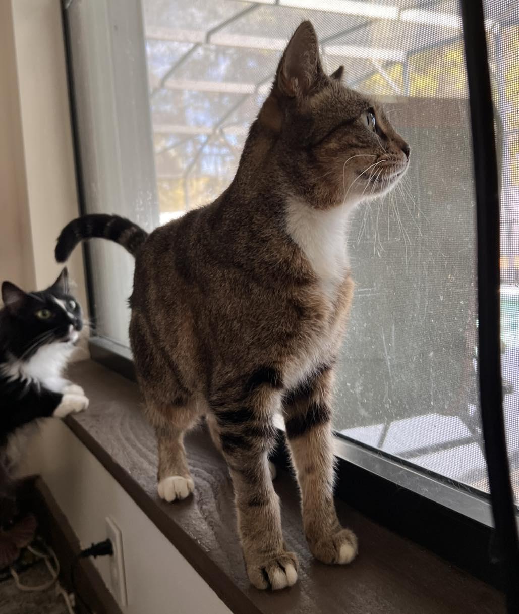 Enlarge Daphne, a Adoptable mixed breed in Kissimmee, FL image 5/5