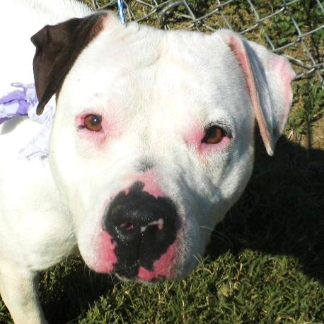 Dina, Adoptable, Adult Female Mixed Breed.