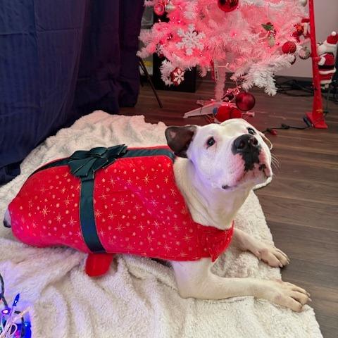 Enlarge Dina, a Adoptable Mixed Breed in Jeffersonville, IN image 2/6