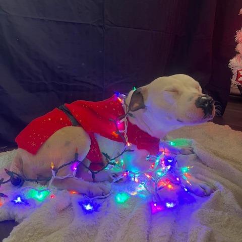 Enlarge Dina, a Adoptable Mixed Breed in Jeffersonville, IN image 3/6