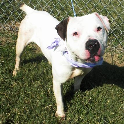Enlarge Dina, a Adoptable Mixed Breed in Jeffersonville, IN image 4/6