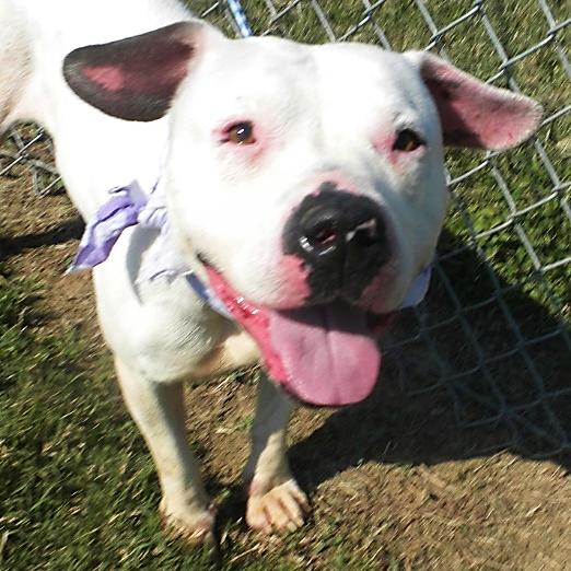 Enlarge Dina, a Adoptable Mixed Breed in Jeffersonville, IN image 5/6