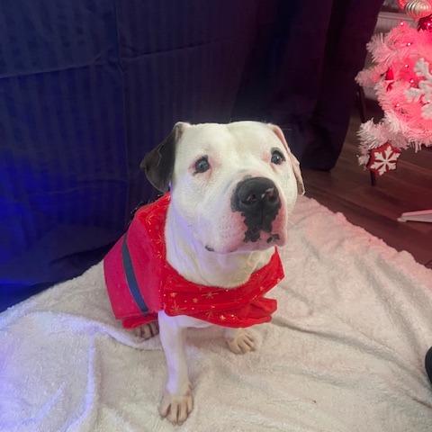 Enlarge Dina, a Adoptable Mixed Breed in Jeffersonville, IN image 6/6