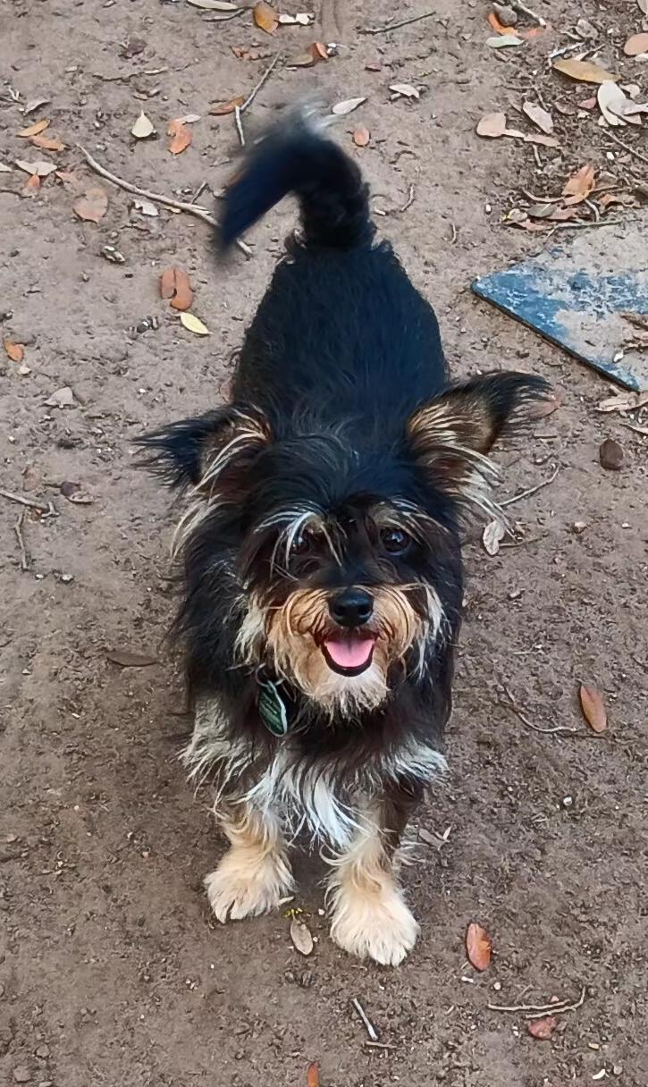 Enlarge Grizzly, an adopted mixed breed in Wallis, TX image 1/6