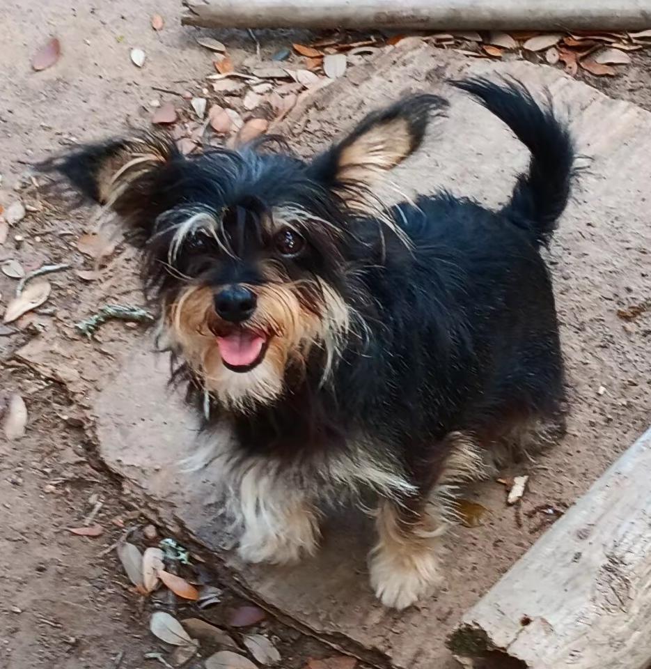 Enlarge Grizzly, an adopted mixed breed in Wallis, TX image 3/6