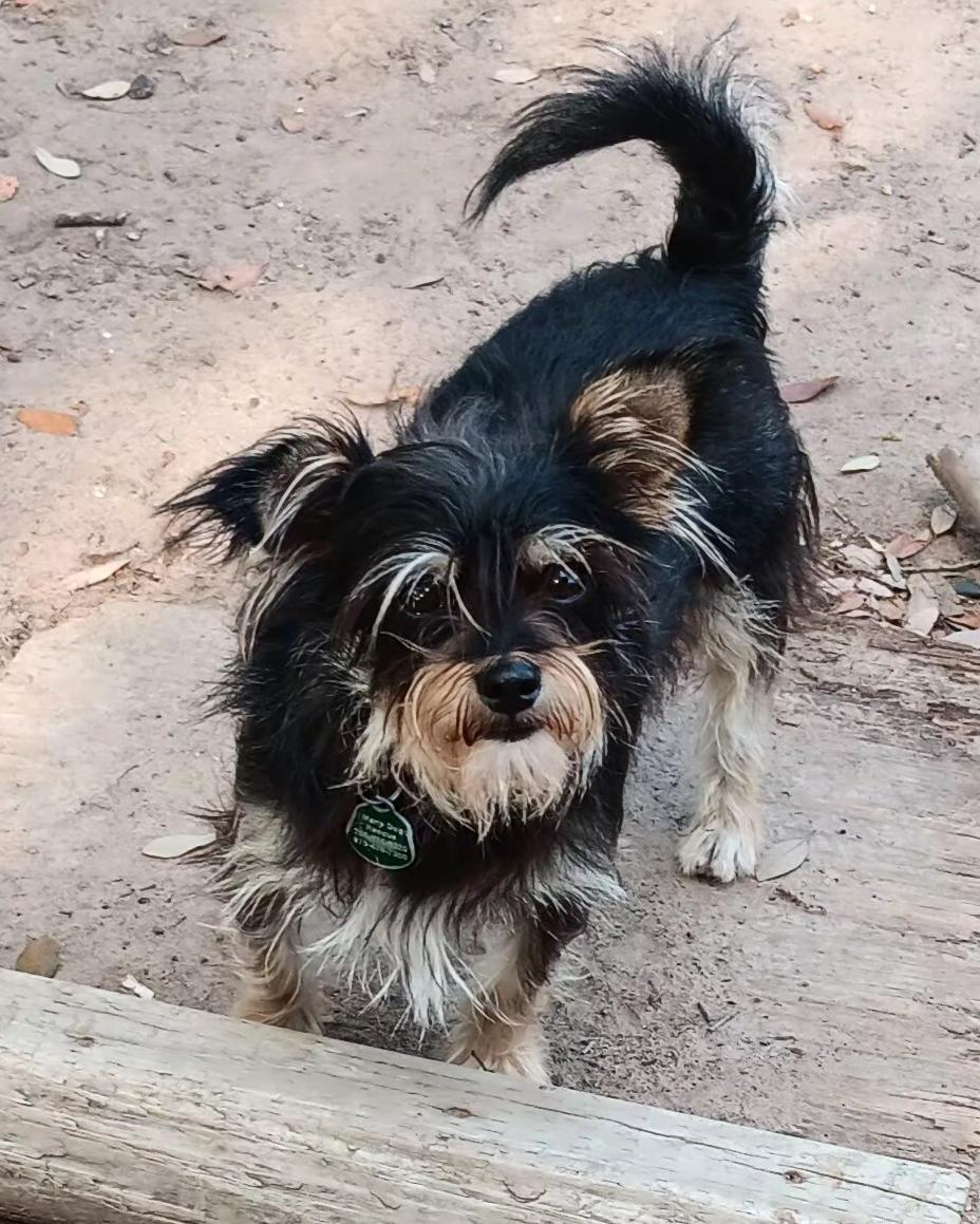 Enlarge Grizzly, an adopted mixed breed in Wallis, TX image 4/6