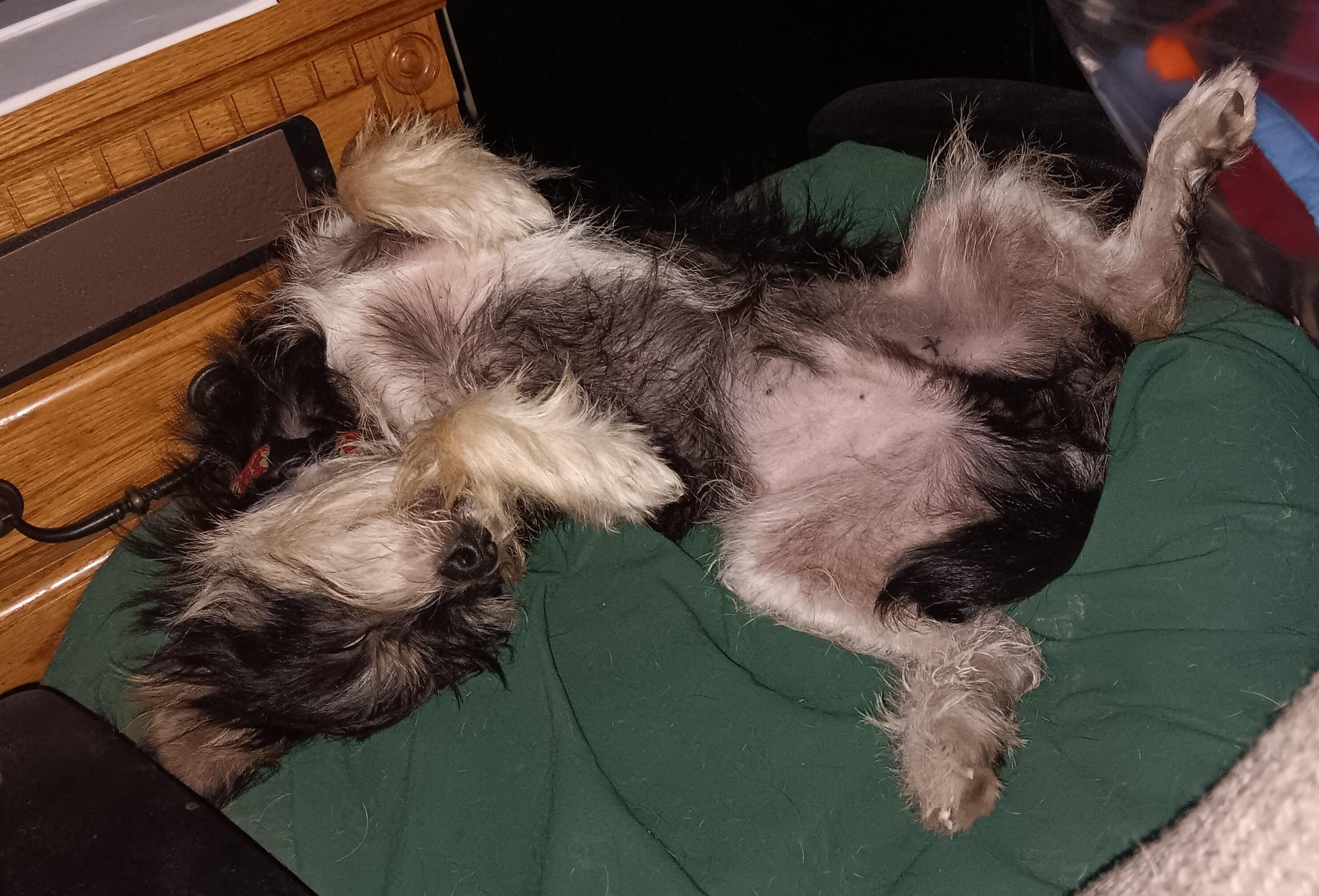 Enlarge Grizzly, an adopted mixed breed in Wallis, TX image 6/6