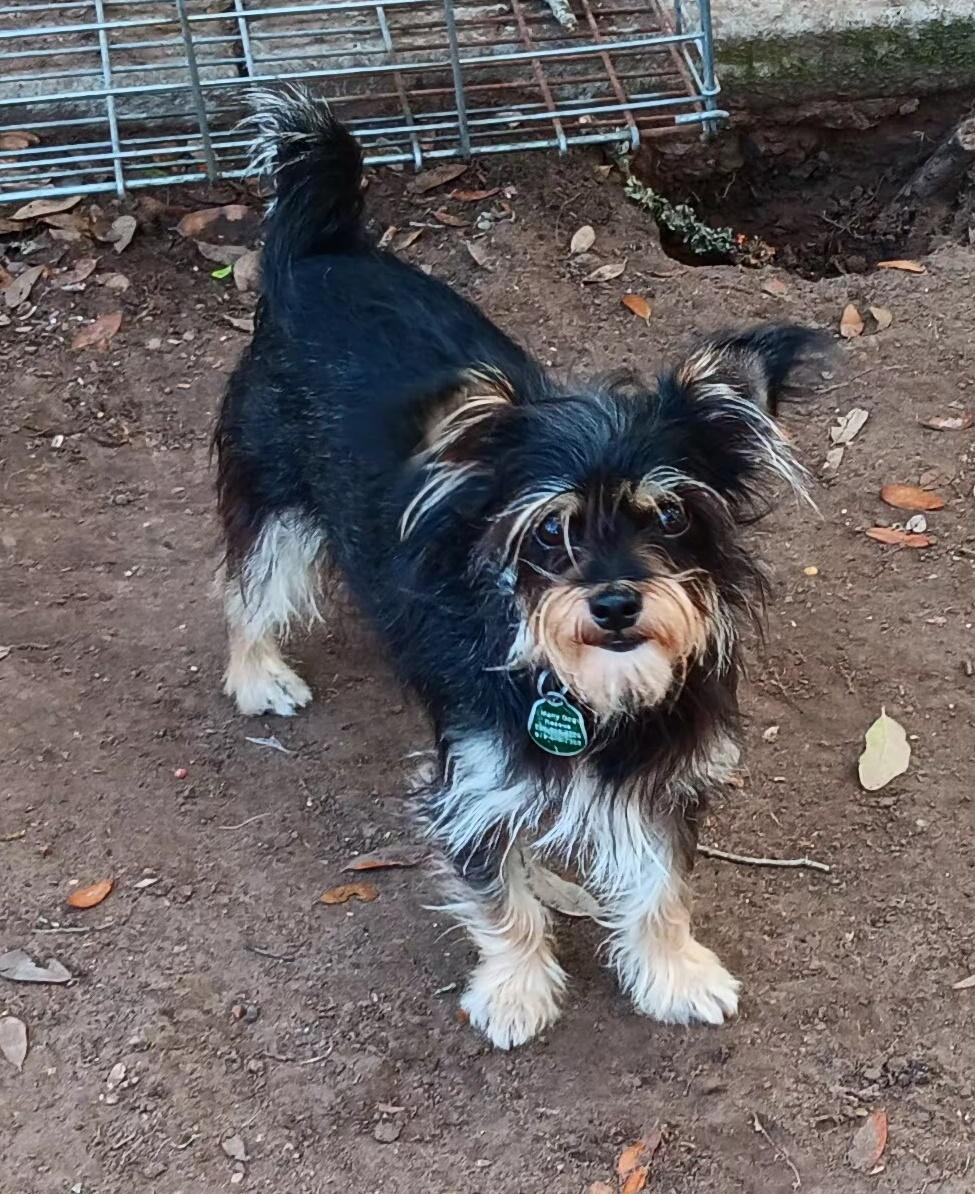 Enlarge Grizzly, an adopted mixed breed in Wallis, TX image 5/6