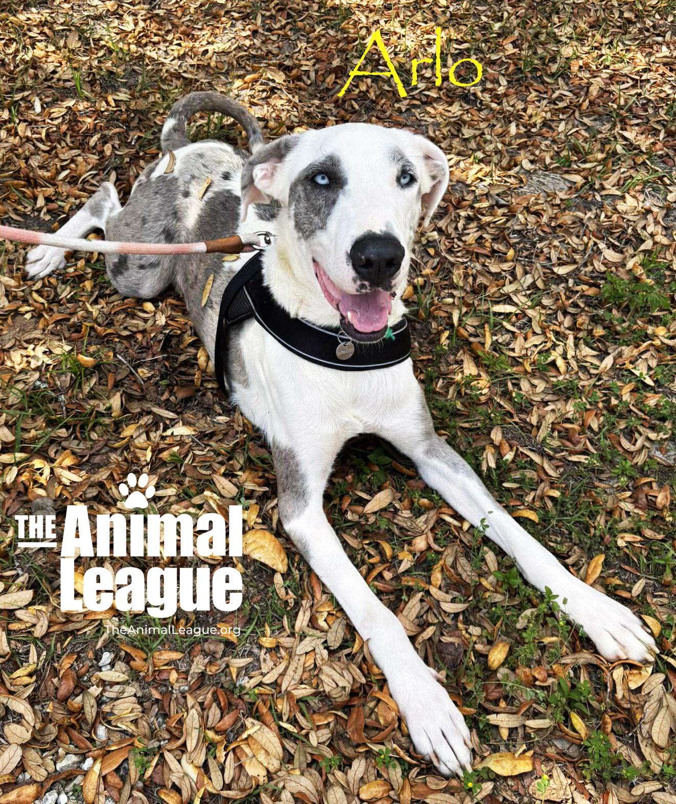 Enlarge Arlo, a ADOPTABLE mixed breed in Groveland, FL image 4/4