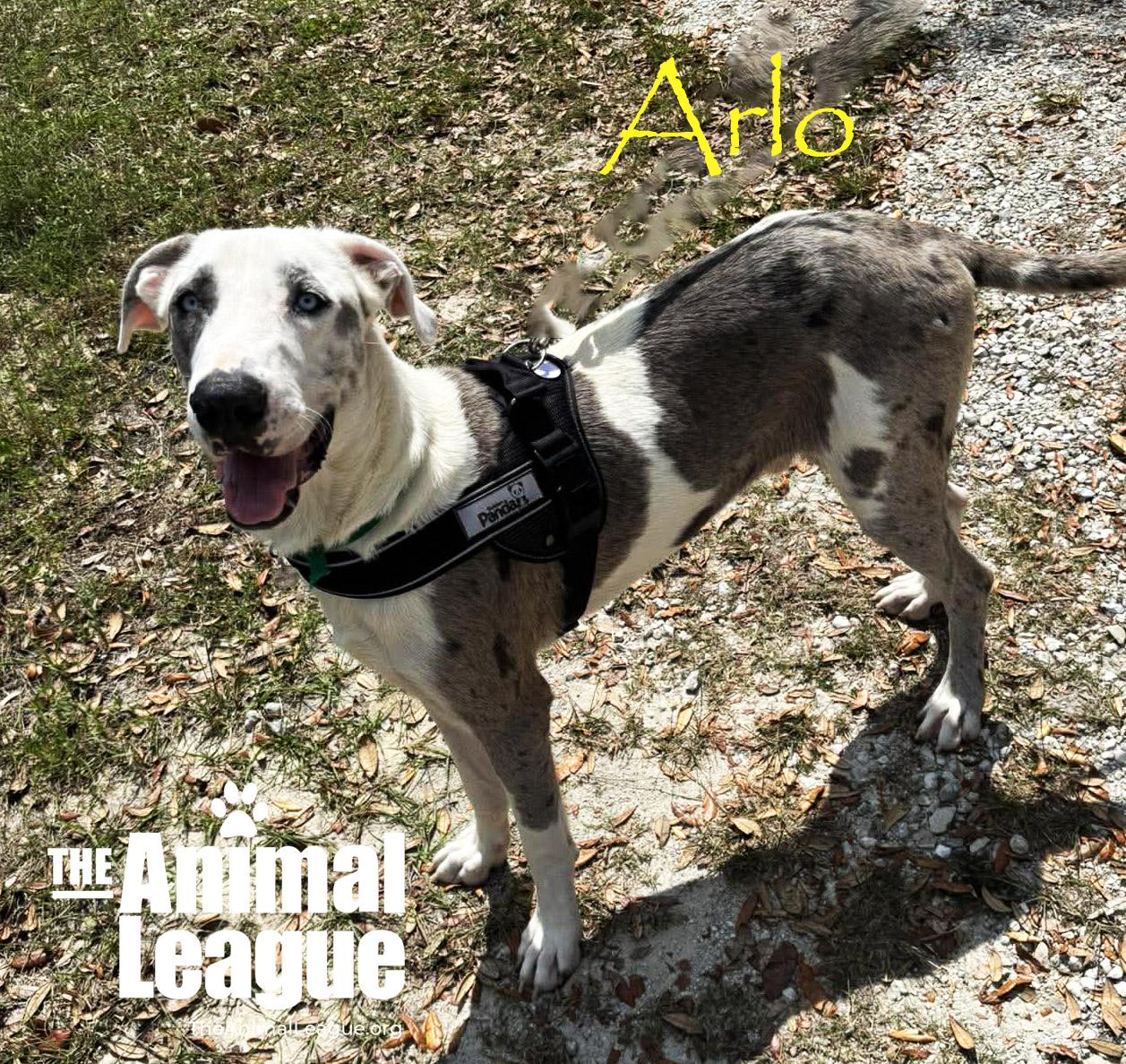 Enlarge Arlo, a ADOPTABLE mixed breed in Groveland, FL image 1/4