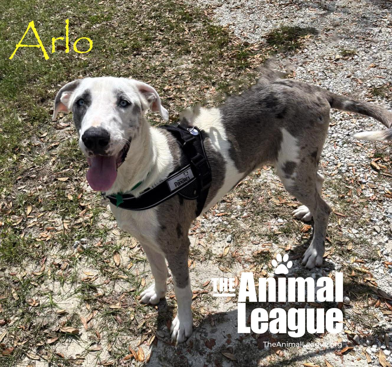 Enlarge Arlo, a ADOPTABLE mixed breed in Groveland, FL image 3/4