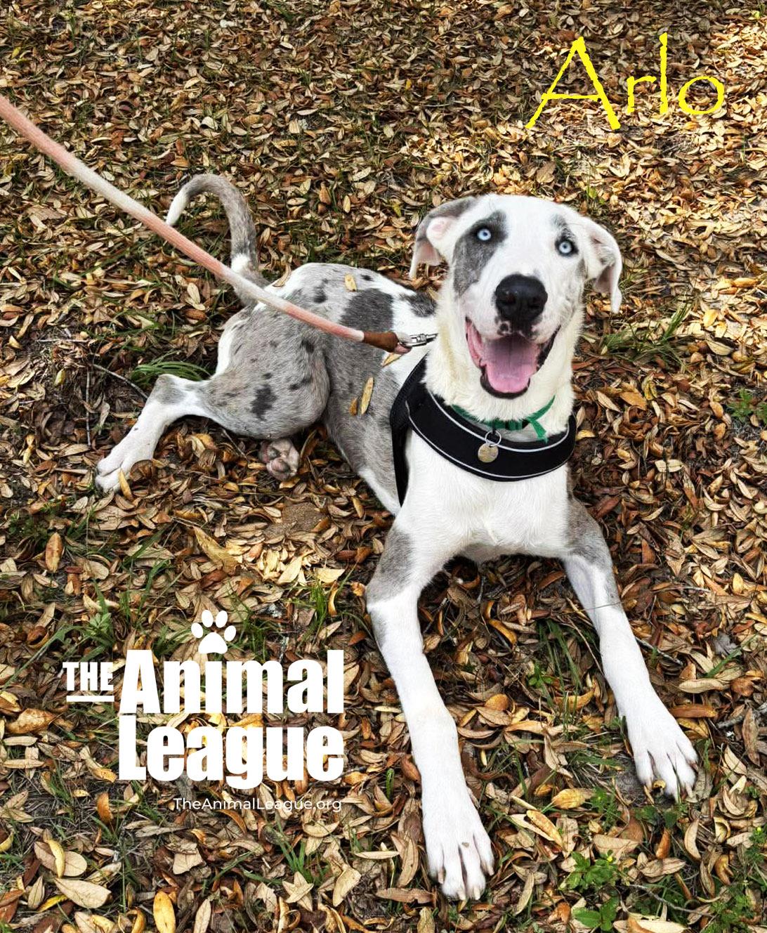Enlarge Arlo, a ADOPTABLE mixed breed in Groveland, FL image 2/4