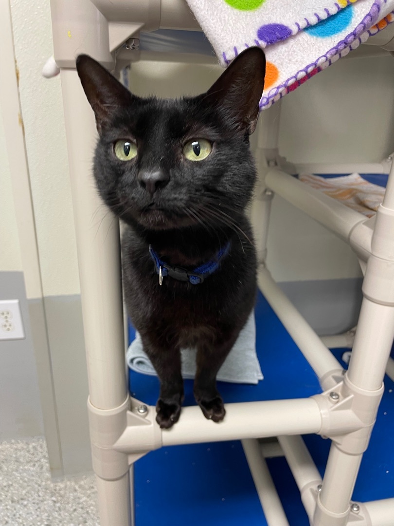 Enlarge Terry, an adoptable Domestic Short Hair in Eglin AFB, FL image 2/6