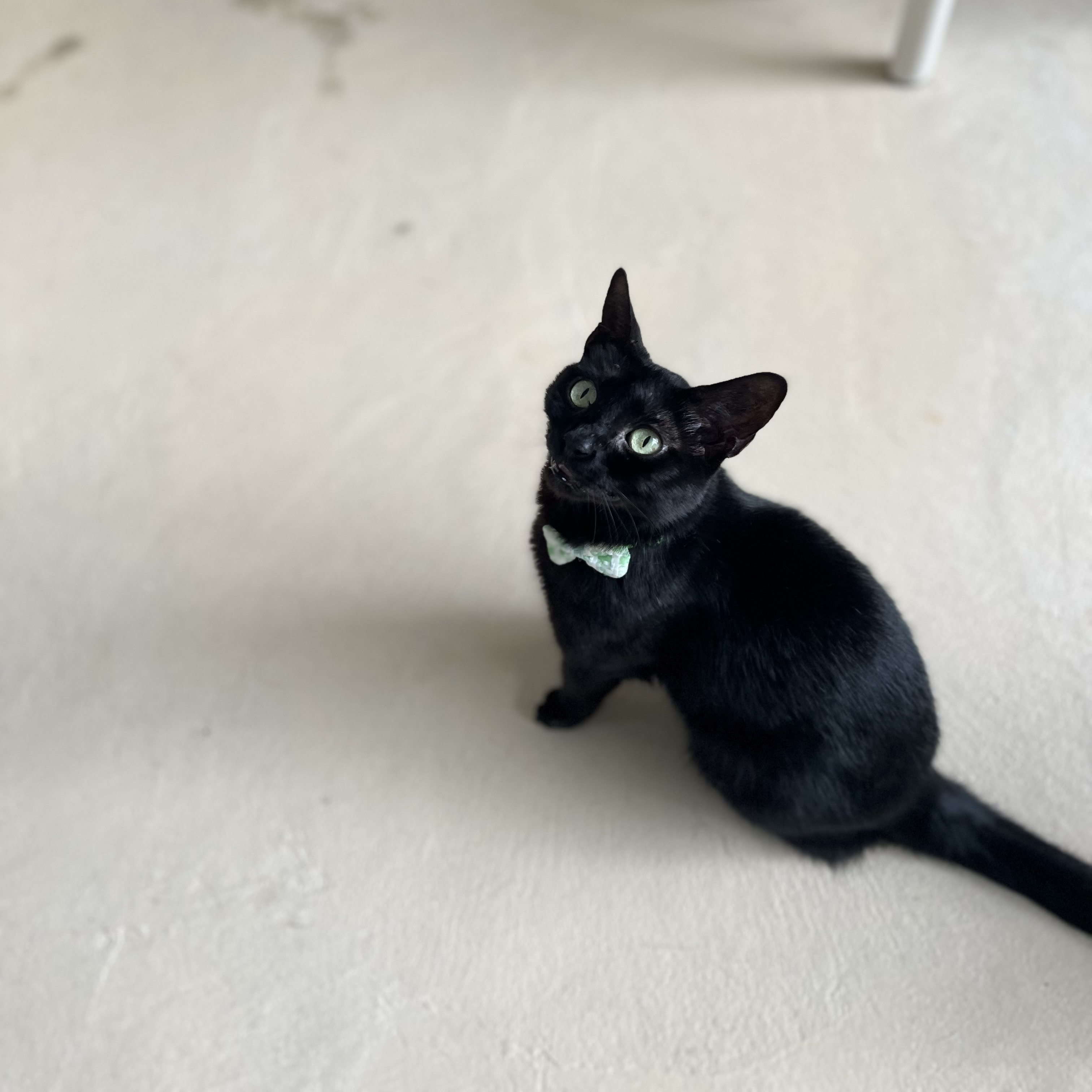 Enlarge Terry, an adoptable Domestic Short Hair in Eglin AFB, FL image 3/6