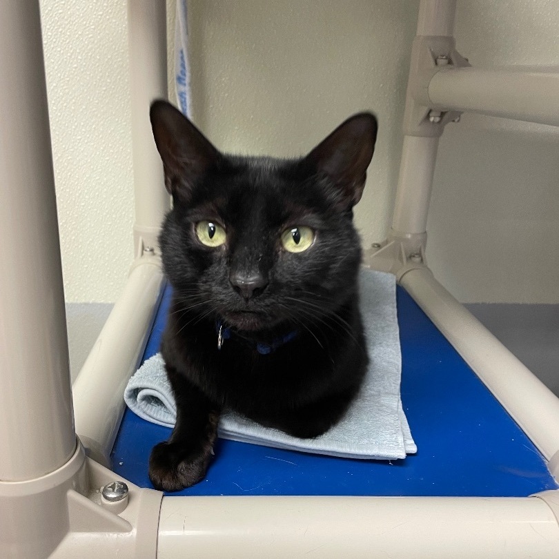 Enlarge Terry, an adoptable Domestic Short Hair in Eglin AFB, FL image 1/6