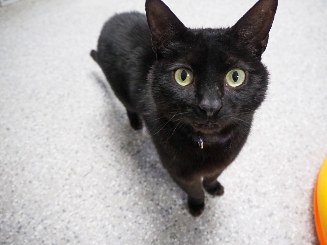 Enlarge Terry, an adoptable Domestic Short Hair in Eglin AFB, FL image 4/6