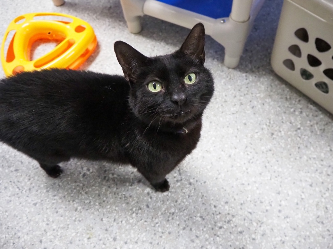 Enlarge Terry, an adoptable Domestic Short Hair in Eglin AFB, FL image 5/6