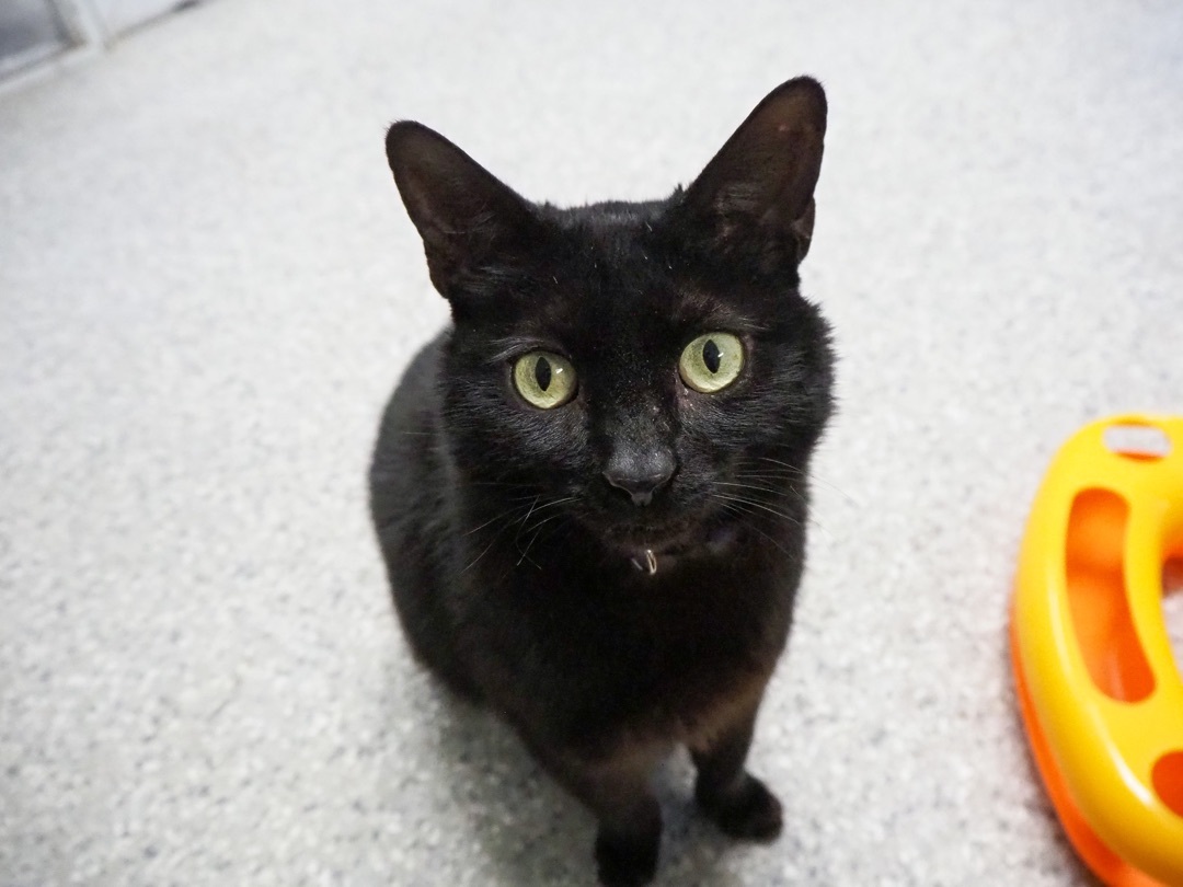 Enlarge Terry, an adoptable Domestic Short Hair in Eglin AFB, FL image 6/6