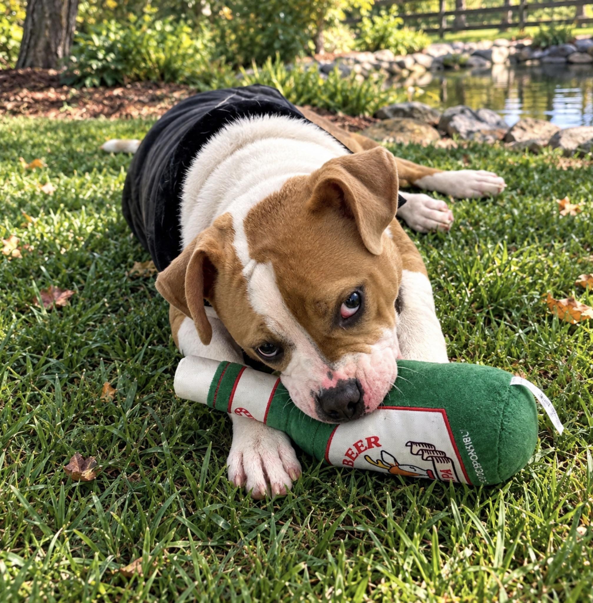 Waldo, Adoptable, Young Male Boxer.