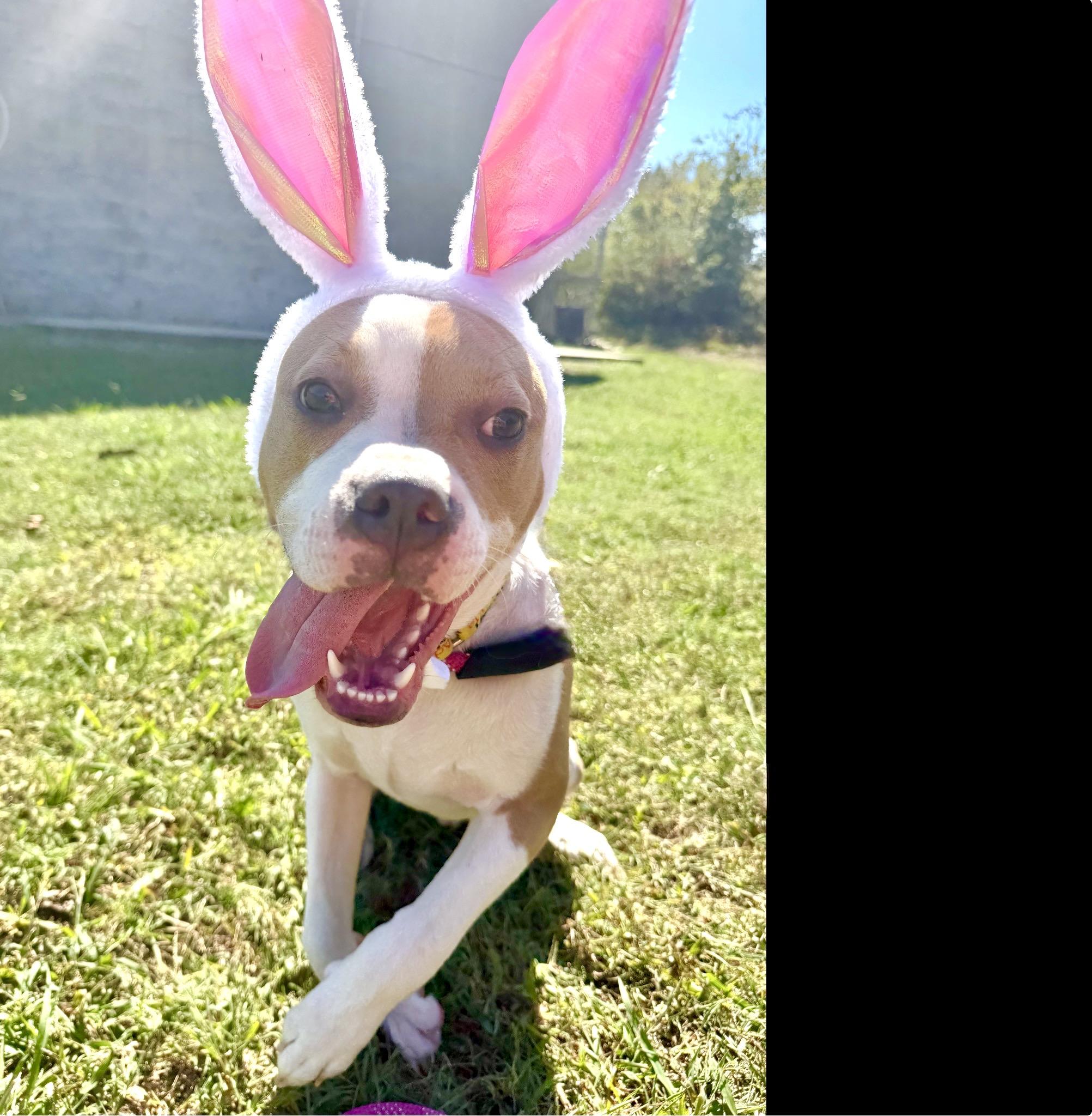 Enlarge Waldo, a Adoptable mixed breed in Maryville, TN image 5/5