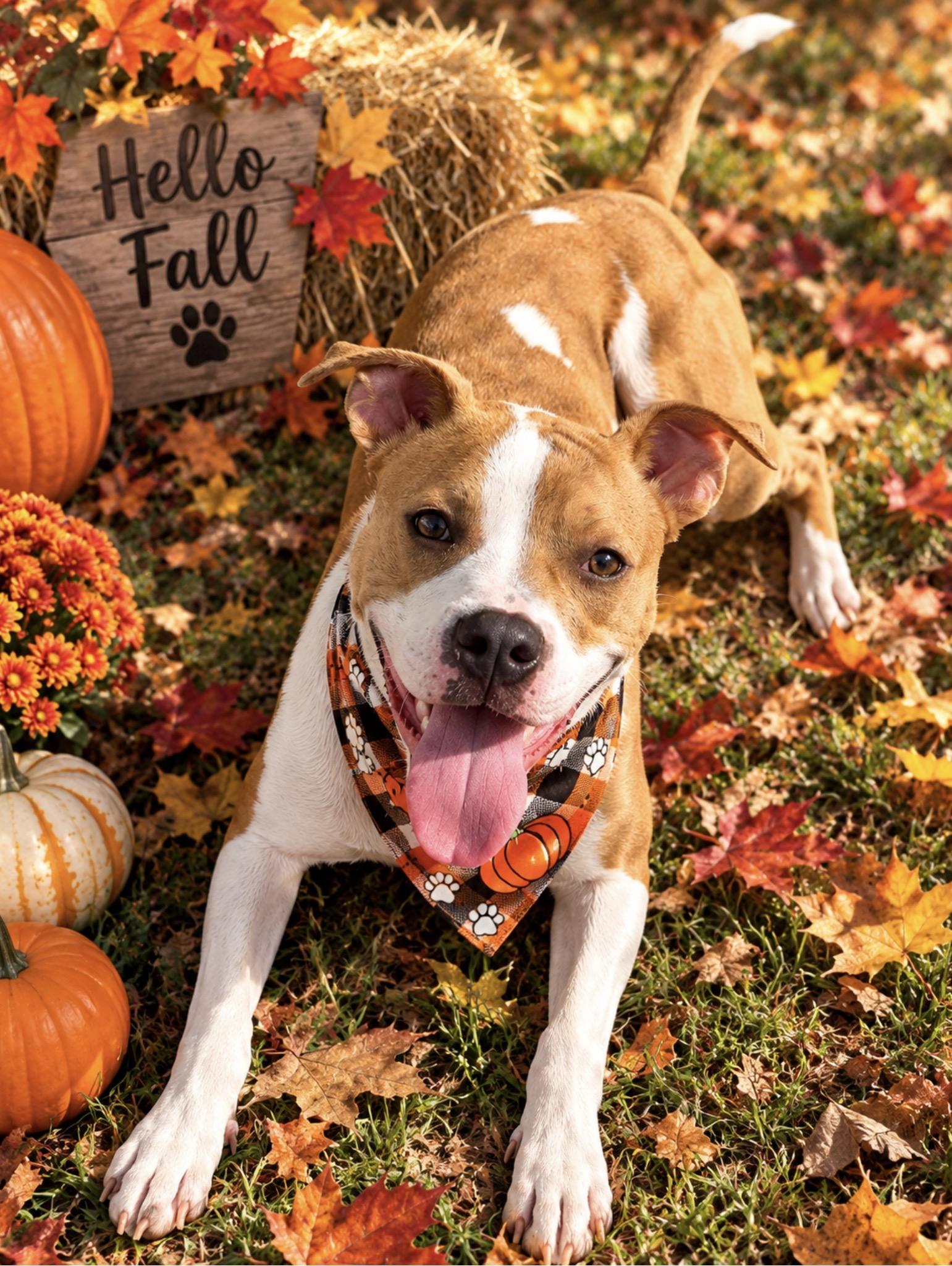 Enlarge Waldo, a Adoptable mixed breed in Maryville, TN image 4/5