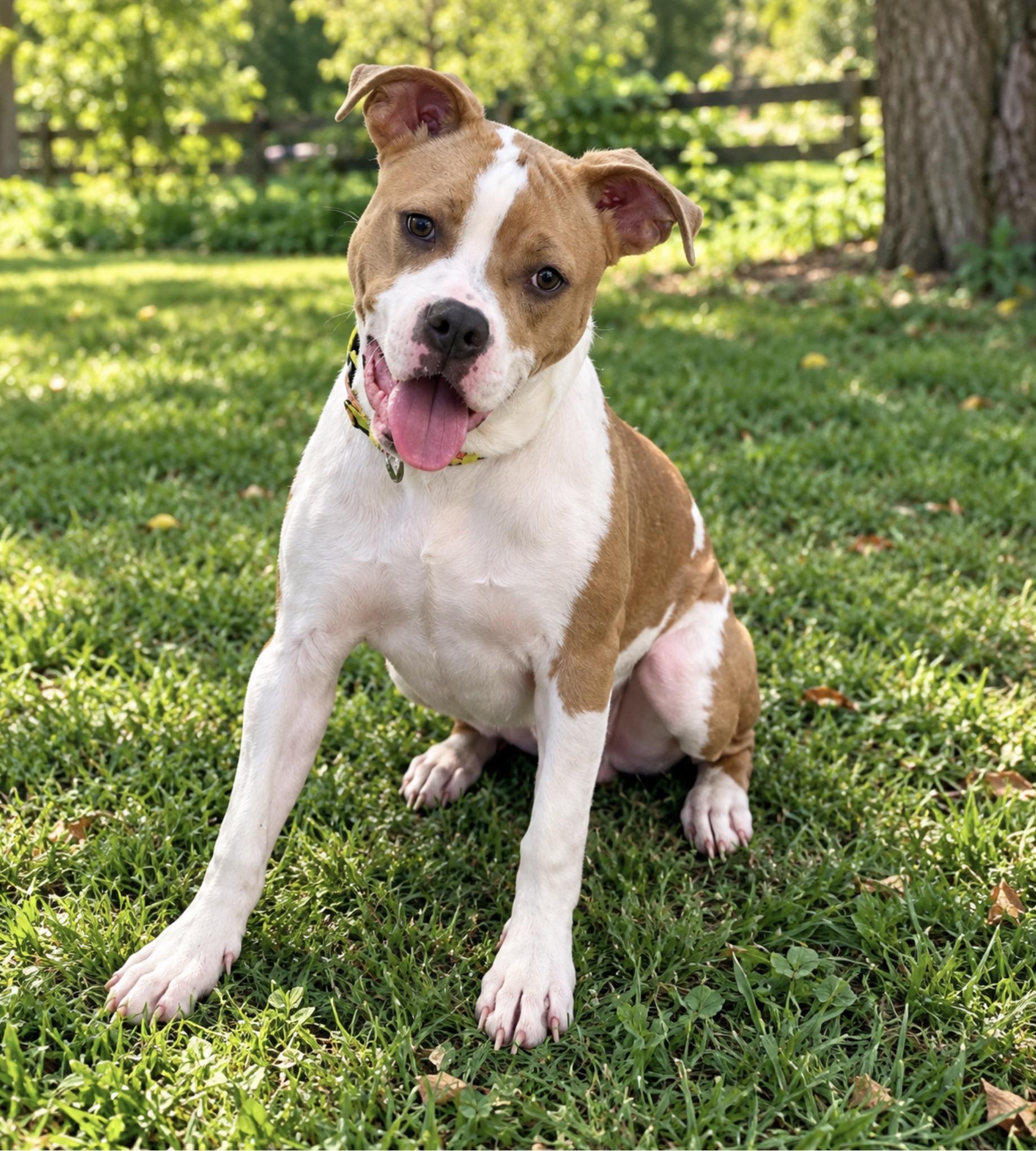 Enlarge Waldo, a Adoptable mixed breed in Maryville, TN image 2/5