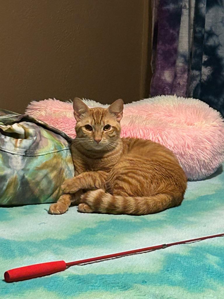 Thor (Bonded with Zeus), Adoptable, Young Male Domestic Short Hair.