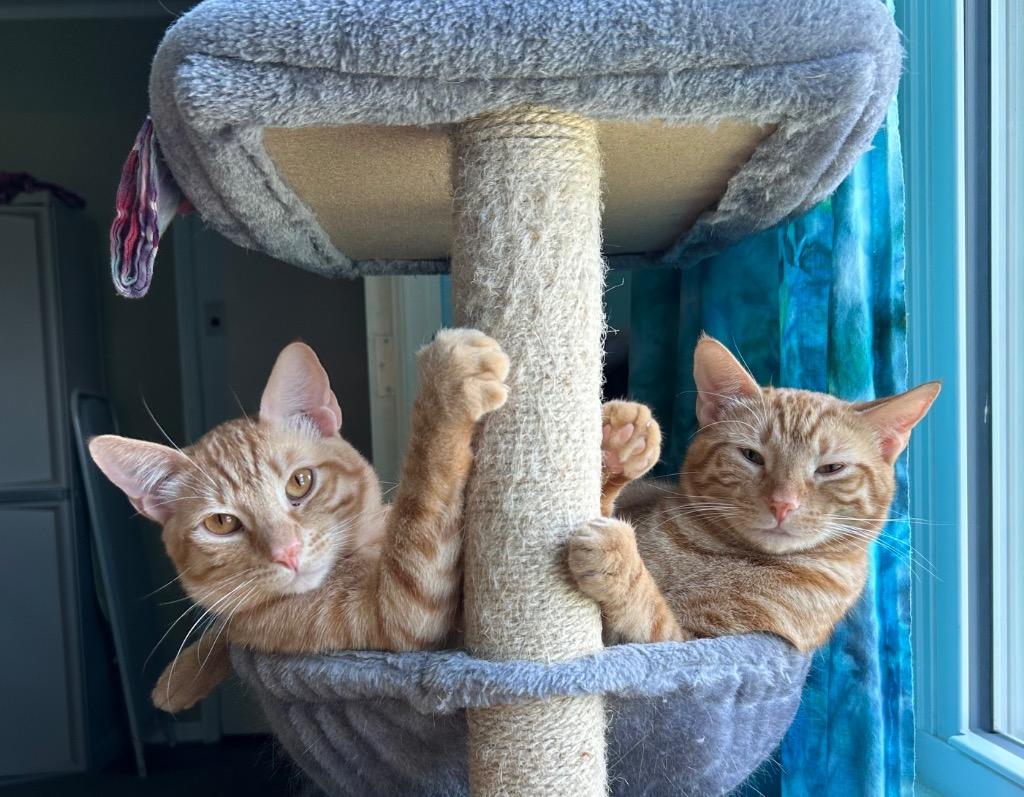 Thor (Bonded with Zeus), a Adoptable Domestic Short Hair in Lewisville, TX image 2/6