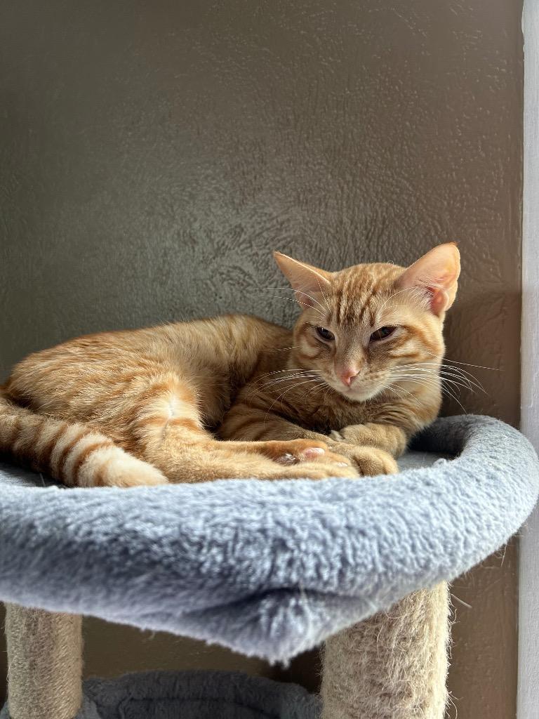 Thor (Bonded with Zeus), a Adoptable Domestic Short Hair in Lewisville, TX image 3/6