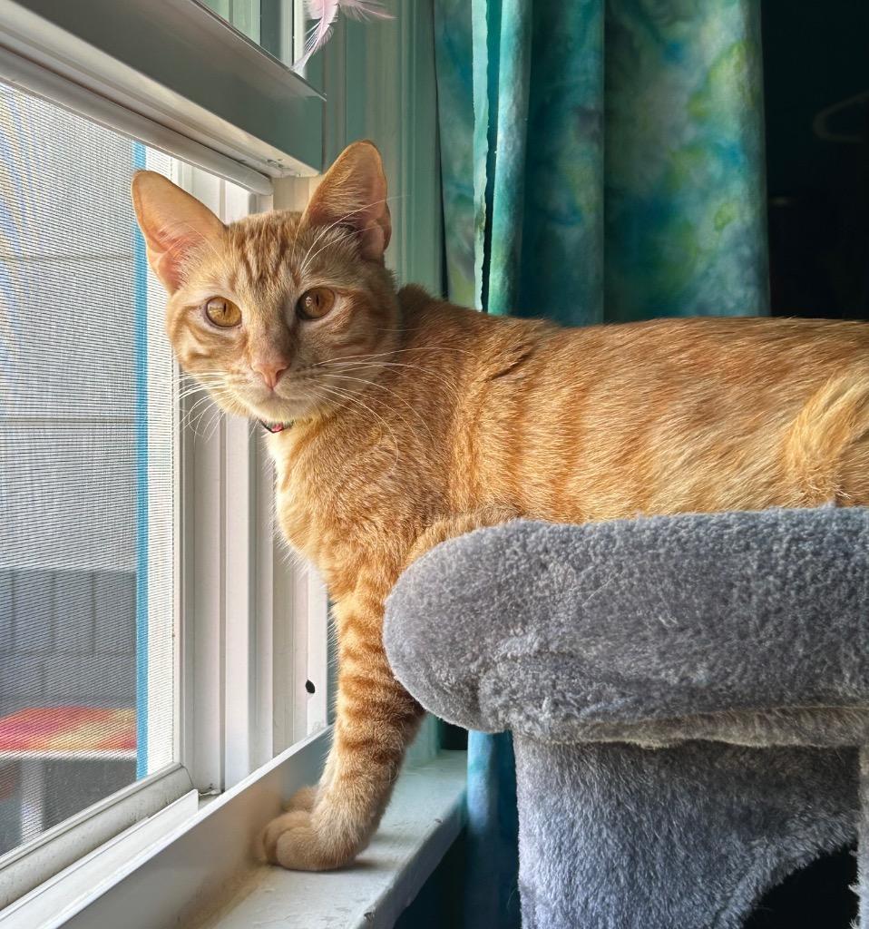 Thor (Bonded with Zeus), a Adoptable Domestic Short Hair in Lewisville, TX image 4/6