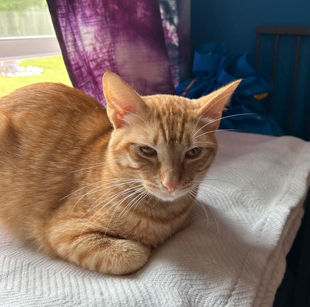 Thor (Bonded with Zeus), a Adoptable Domestic Short Hair in Lewisville, TX image 5/6