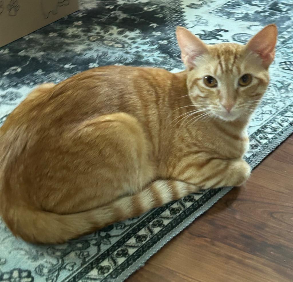 Thor (Bonded with Zeus), a Adoptable Domestic Short Hair in Lewisville, TX image 6/6