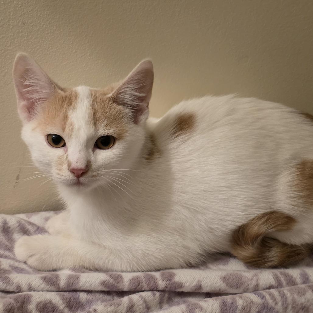 Coconut Creme, Adoptable, Kitten Male Domestic Short Hair.