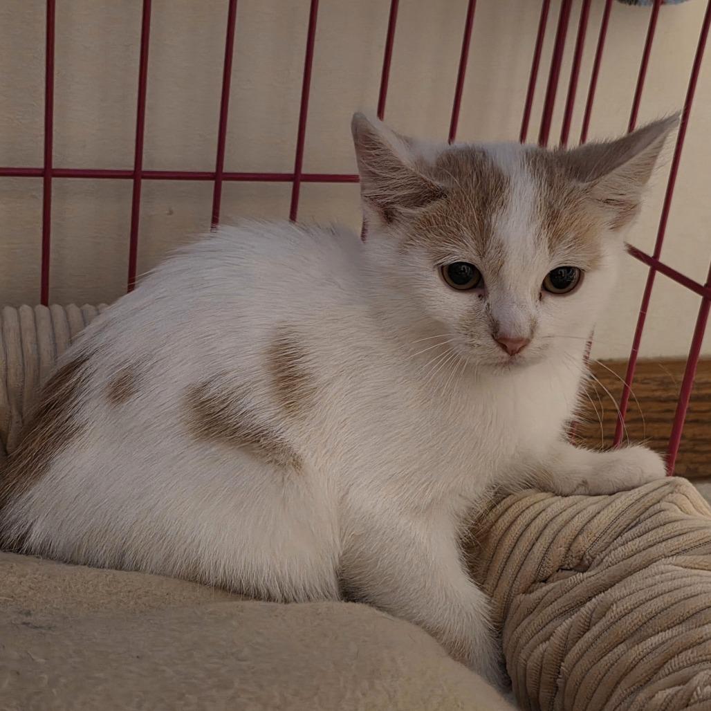 Enlarge Coconut Creme, a Adoptable Domestic Short Hair in Madison, WI image 2/6