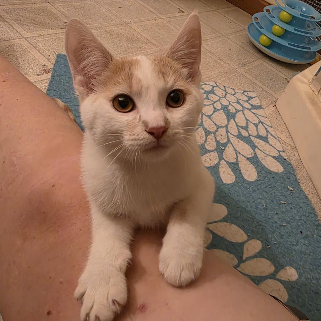 Enlarge Coconut Creme, a Adoptable Domestic Short Hair in Madison, WI image 3/6