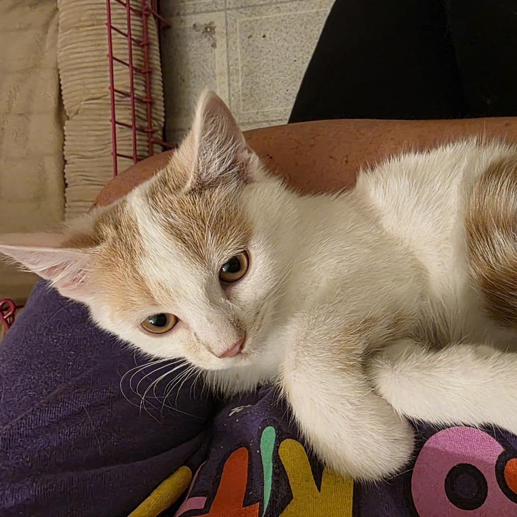 Enlarge Coconut Creme, a Adoptable Domestic Short Hair in Madison, WI image 4/6