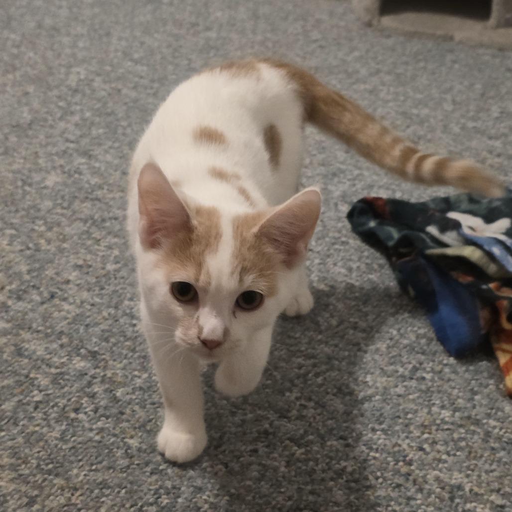 Enlarge Coconut Creme, a Adoptable Domestic Short Hair in Madison, WI image 5/6