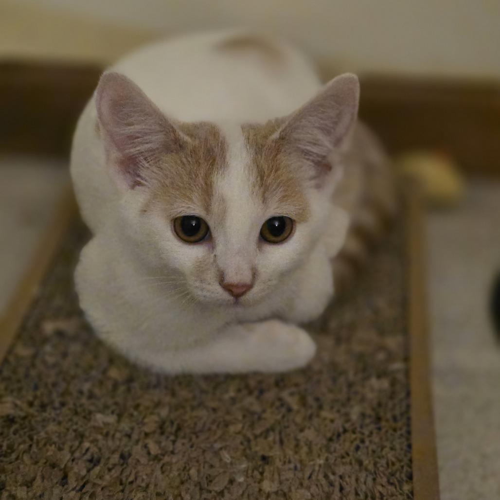 Enlarge Coconut Creme, a Adoptable Domestic Short Hair in Madison, WI image 6/6