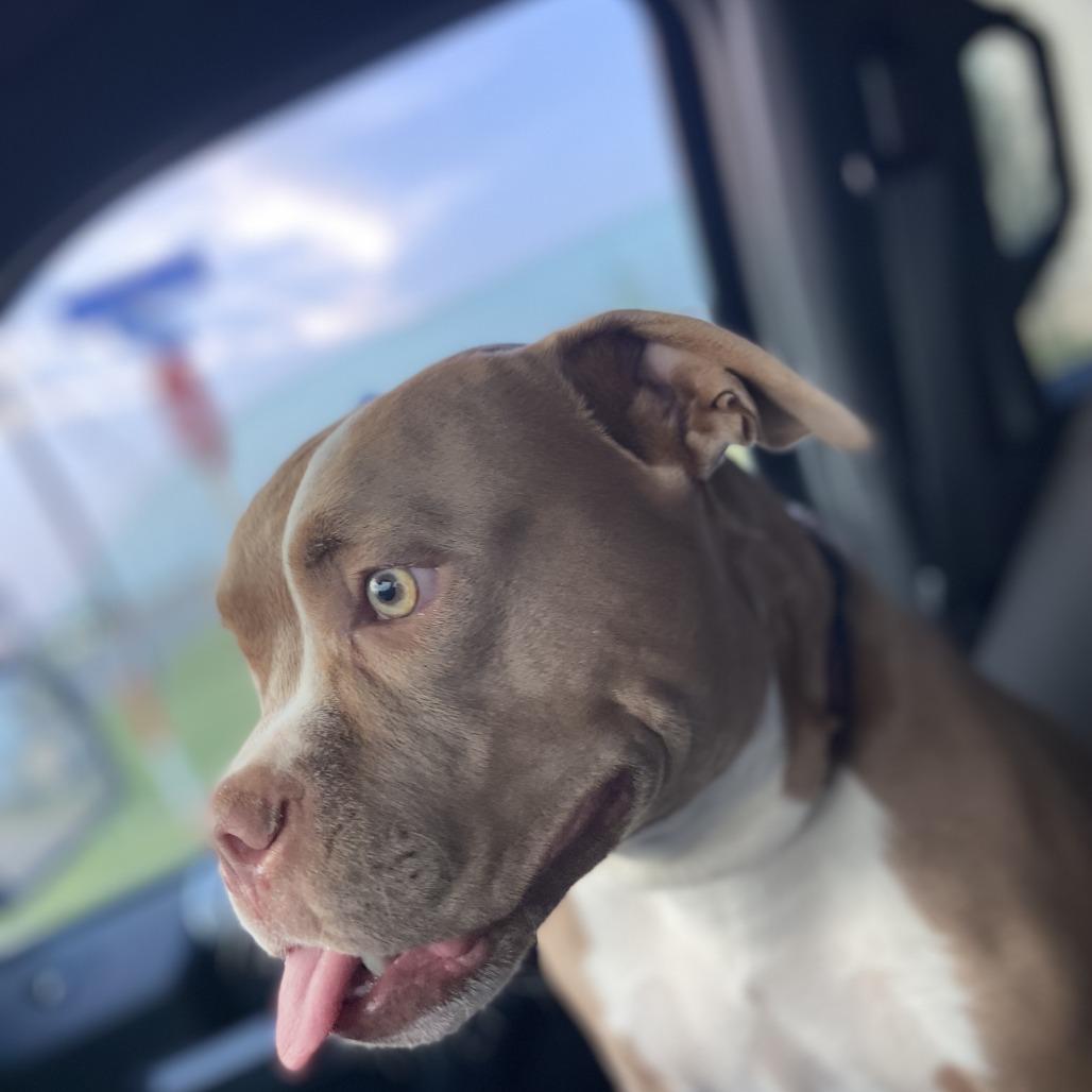 Pugsley — thumbnail 4