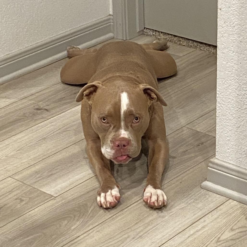 Pugsley — thumbnail 5