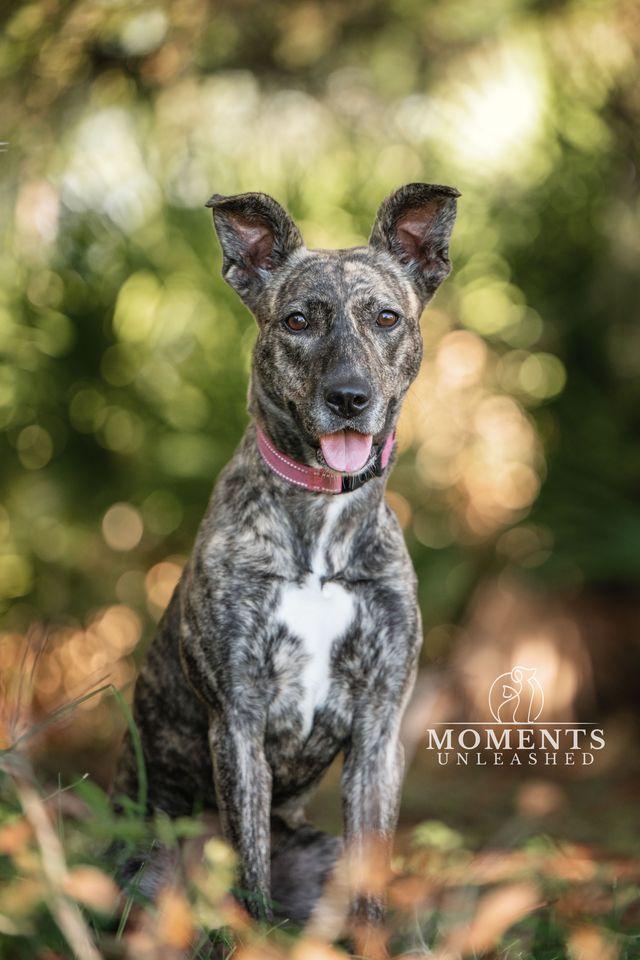 Enlarge Josie, a Adoptable mixed breed in Myakka City, FL image 3/6