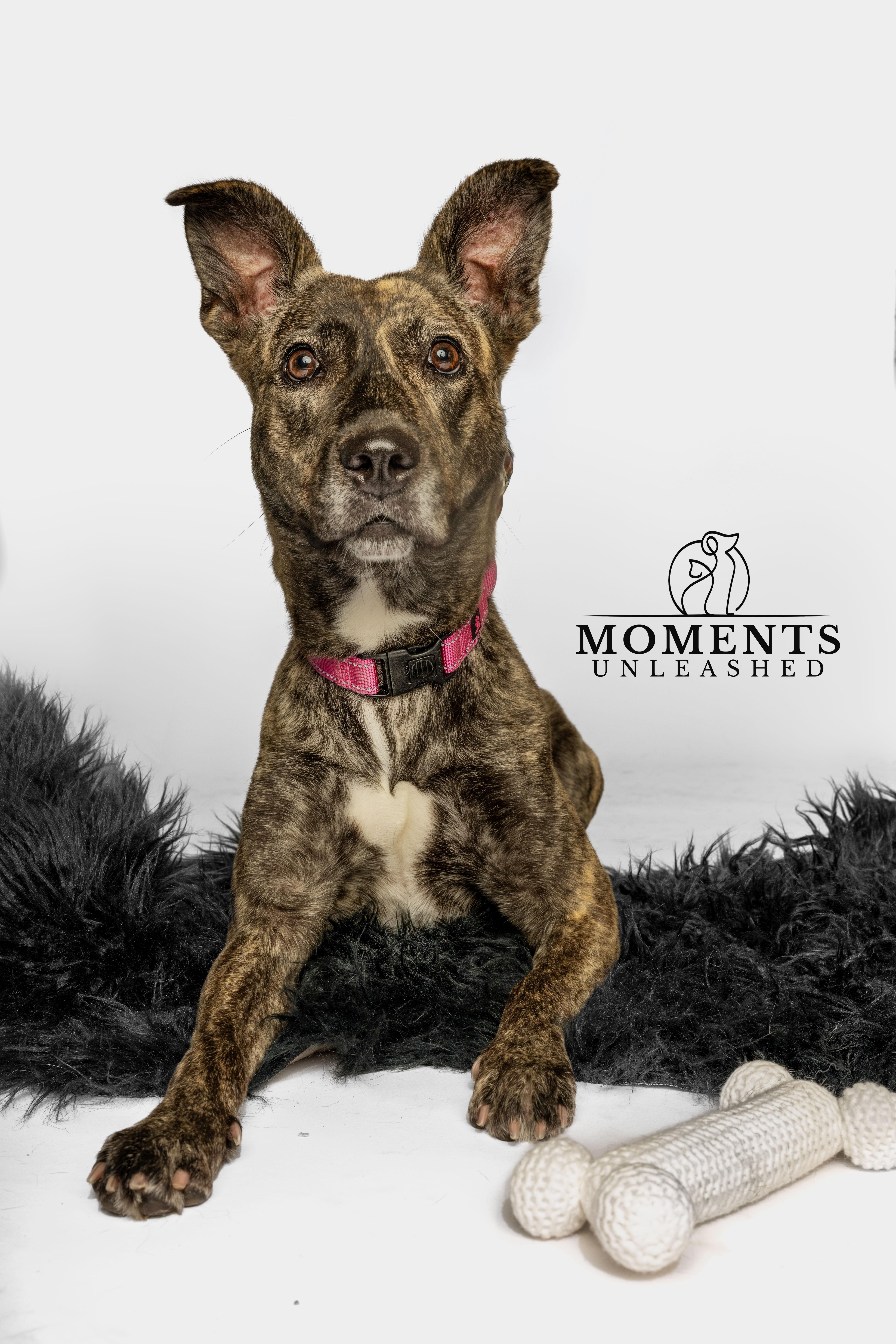 Josie, a Adoptable mixed breed in Myakka City, FL image 1/6