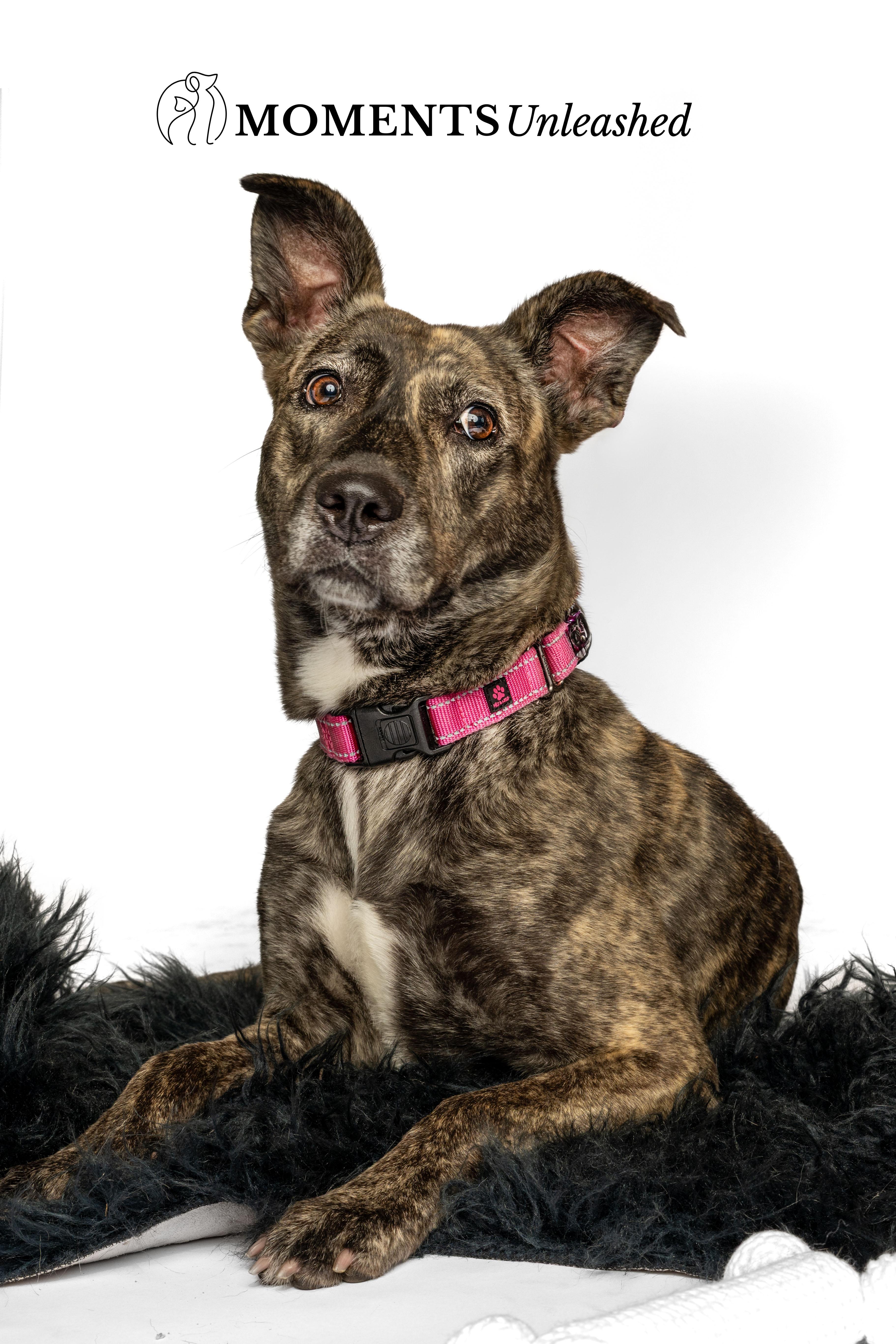 Josie, a Adoptable mixed breed in Myakka City, FL image 5/6